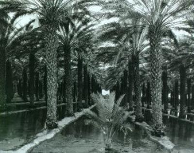 Palm Grove