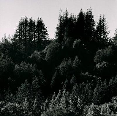 Pine Ridge art print by Ansel Adams