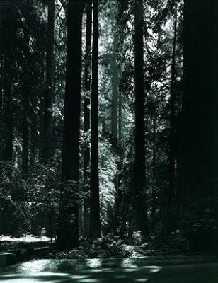 Redwoods, Founders Grove art print by Ansel Adams