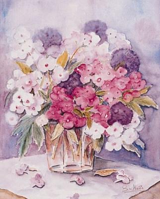 Phlox