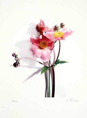 Anemone art print by Gerhard Treichel