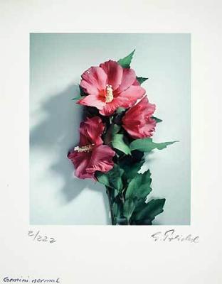 Wilder Hibiskus, klein art print by Gerhard Treichel