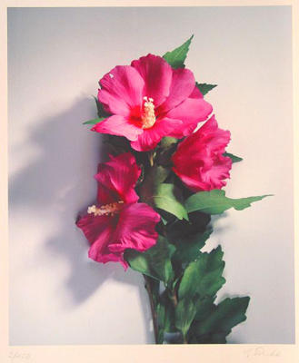 Wilder Hibiskus art print by Gerhard Treichel