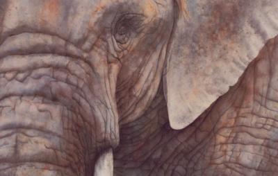 Elephant Face art print by Patrick Hunter