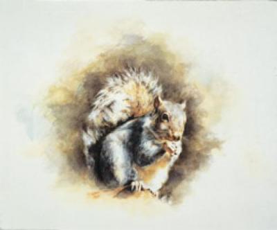 Grey Squirrel art print by Mandy Shepherd