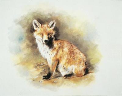 Red Fox art print by Mandy Shepherd