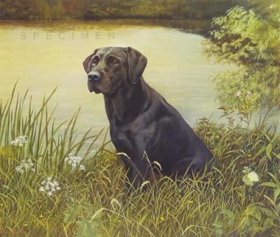 Anticipation - Black Labrador art print by Richard Britton