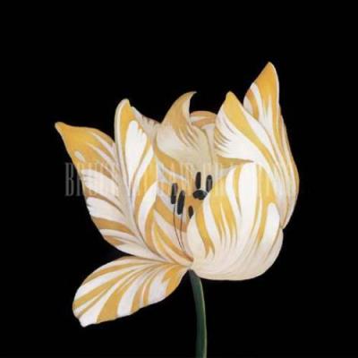 Parrot Tulip Study in Yellow art print by Hampton Hall