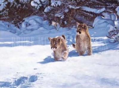 Cautious Approach art print by John Banovich