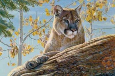 Front Range Cougar art print by Kalon Baughan