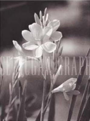 Pink Jasmine art print by Matera