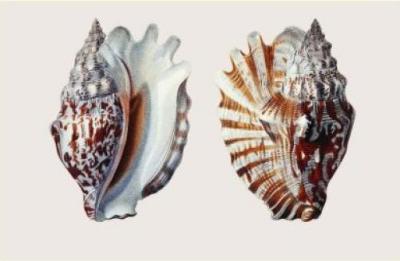 Shells