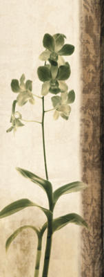 Dreamweaver II art print by Chris Donovan