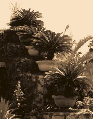 Paradise Garden