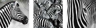 Zebras art print by Anonymous