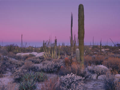 Catavina Desert, Mexico art print by Art Wolfe