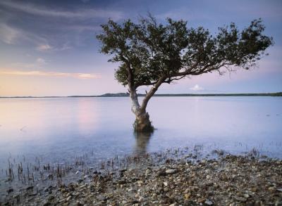 Mangrove, Madagascar art print by Art Wolfe