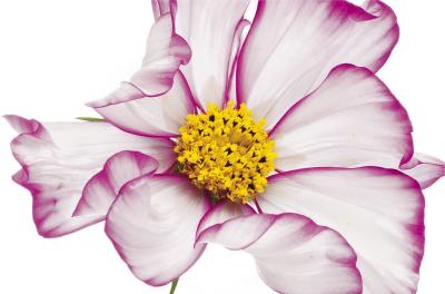 Cosmos art print by Barbara Bordnick