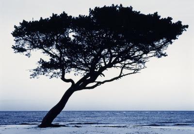 Pine Tree, F�r� art print by Bjorn Keller