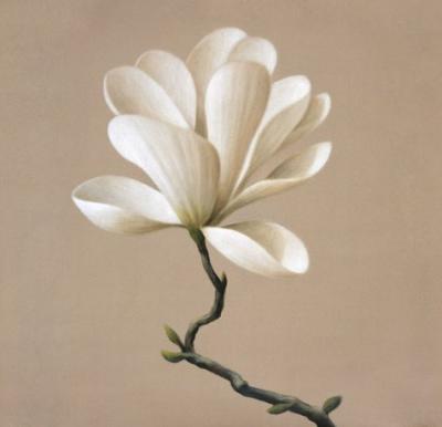 Gold Star Magnolia art print by Brent Young
