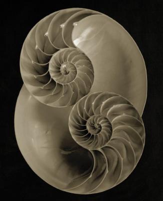 Nautilus I art print by Bruce Rae