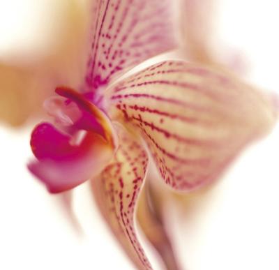 Phalaenopsis Fairy I art print by Caroline Purday
