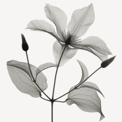 Clematis art print by Don Dudenbostel
