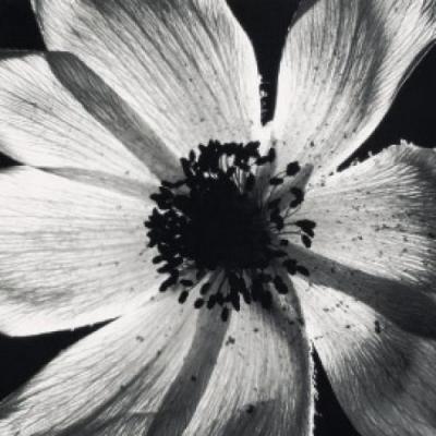 Anemone No.1 art print by Graeme Harris
