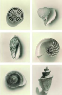 Shell Composition art print by Graeme Harris