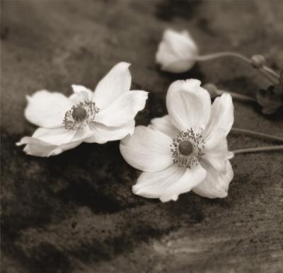 Chocolate Anemone I art print by Heather Johnston