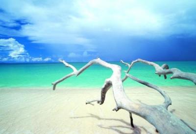 Driftwood, Antigua