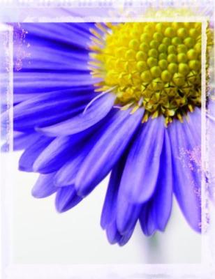 Daisy art print by Ian Winstanley