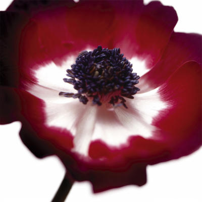 Red Flower art print by Ian Winstanley