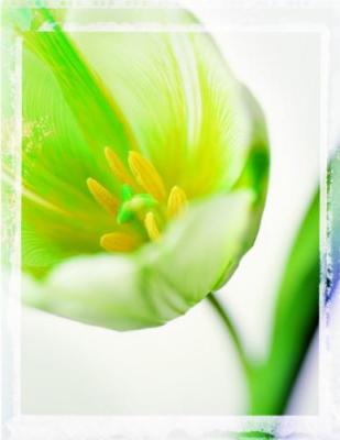 Tulip art print by Ian Winstanley