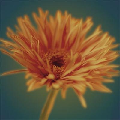 Chrysanthemum on Turquoise art print by Jane Ann Butler