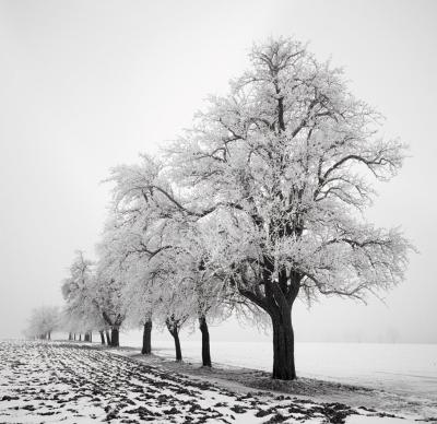 Frozen Trees art print by Josef Hoflehner
