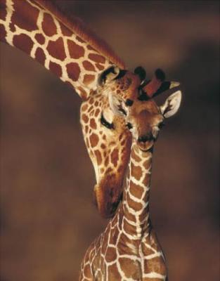 The Giraffe's Kiss art print by Karl Amman