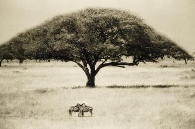 The Sheltering Tree, Serengeti art print by Lorne Resnick