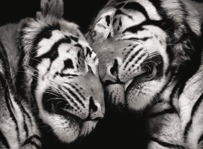 Sleeping Tigers art print by Marina Cano