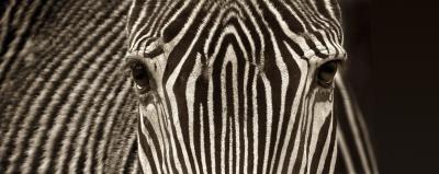Zebra Grevy art print by Marina Cano