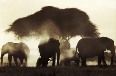 Elephant Silhouettes art print by Martyn Colbeck