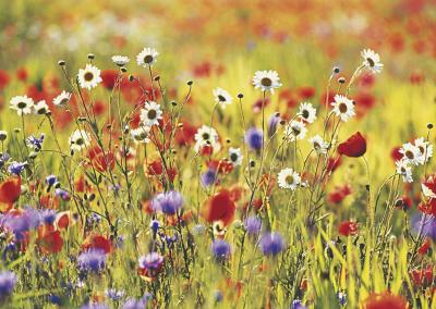 Poppy Field art print by Michael Peuckert