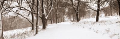 First Snow I art print by Mike Sleeper