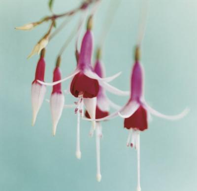 Fuchsia art print by Natalie Lane