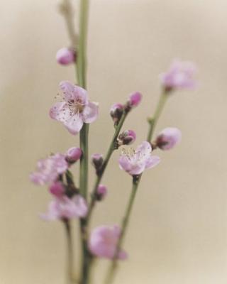 Plum Blossom art print by Natalie Lane