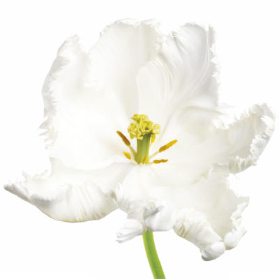 Tulipa White Parrot art print by Peter Arnold