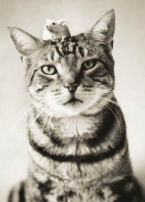 Nikon and Nigel art print by Rachael Hale