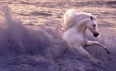 High Tide art print by Robert Vavra