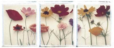 Wild Flowers art print by Schenck