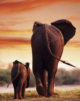 Elephant Cow with Calf art print by Tim Davis